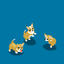 corgis